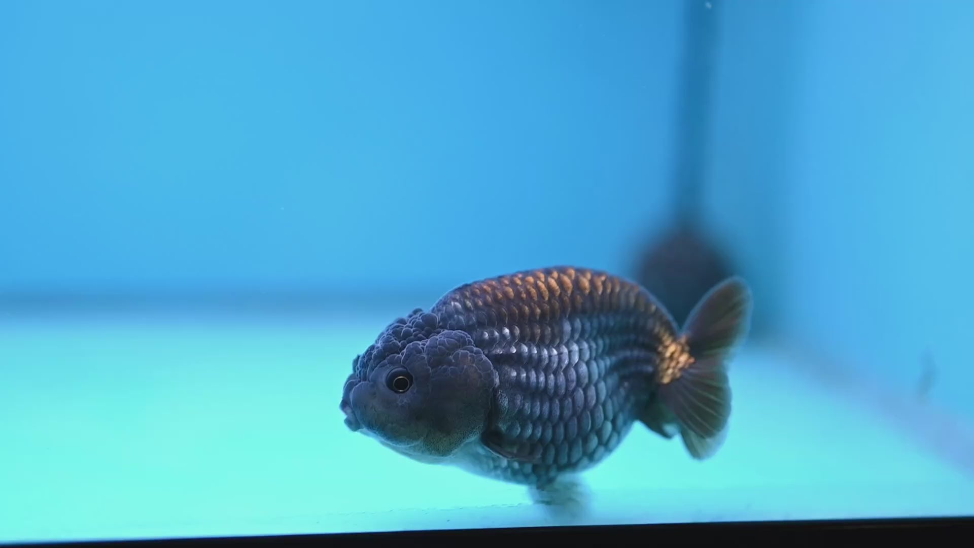 Ochiba Ranchu 3.2 inch Body (251212_RC09)