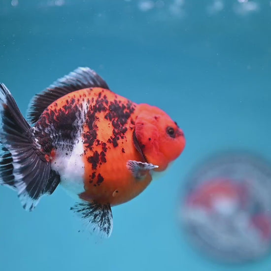 Shogun Kirin Oranda 4 inch Body (260306_OR03)