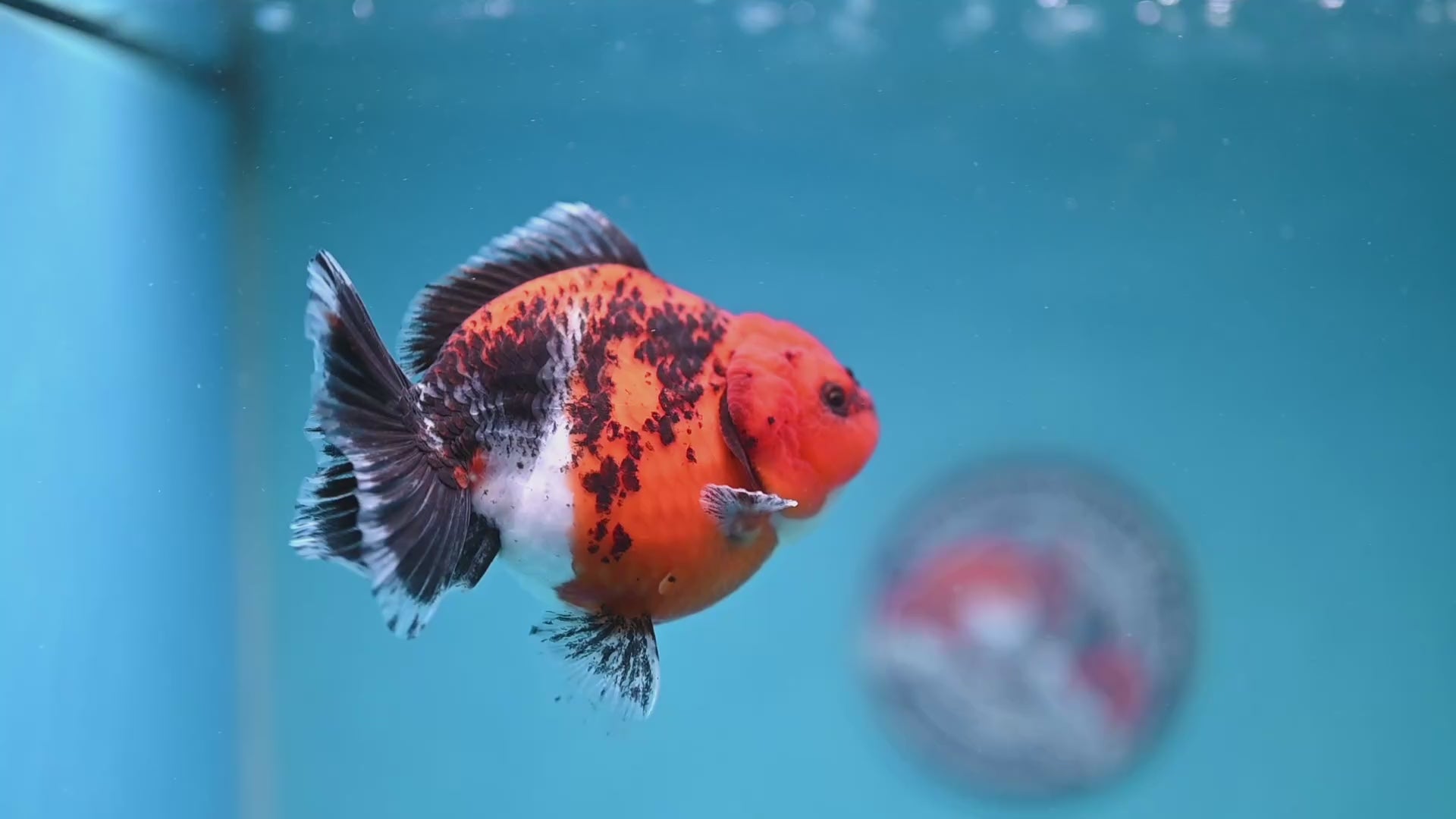 Shogun Kirin Oranda 4 inch Body (260306_OR03)