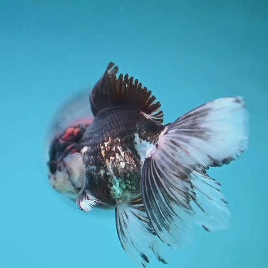 Tricolor Rosetail Oranda 3.5 inch Body (251219_OR02)