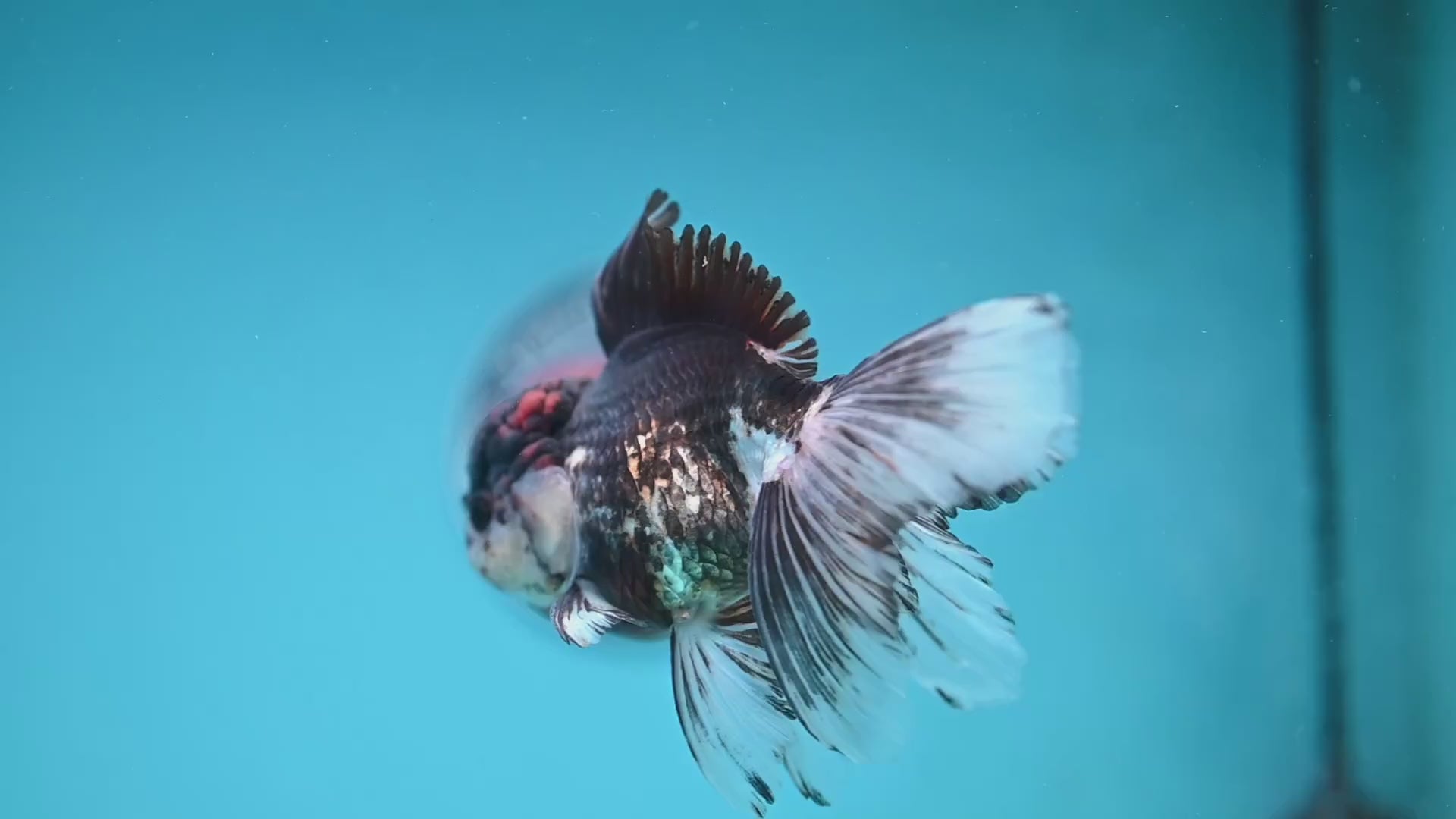 Tricolor Rosetail Oranda 3.5 inch Body (251219_OR02)