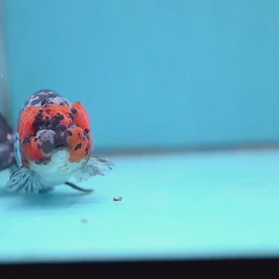 Red Faced White Tiger Ranchu 4 inch Body (251017_RC01)