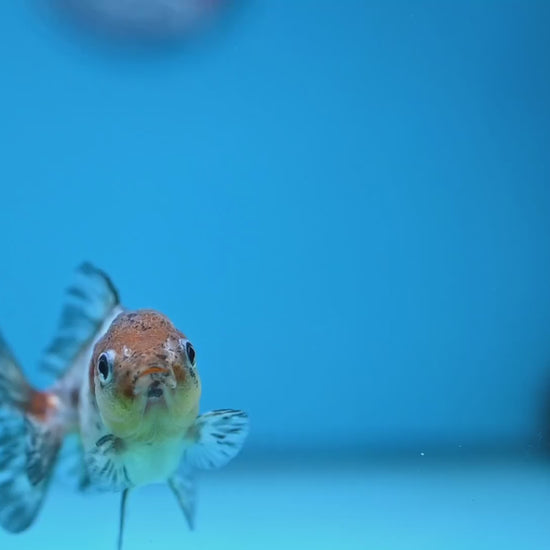 Shogun Juvenile Blue Based Oranda 3 inch Body (251205_OR02)