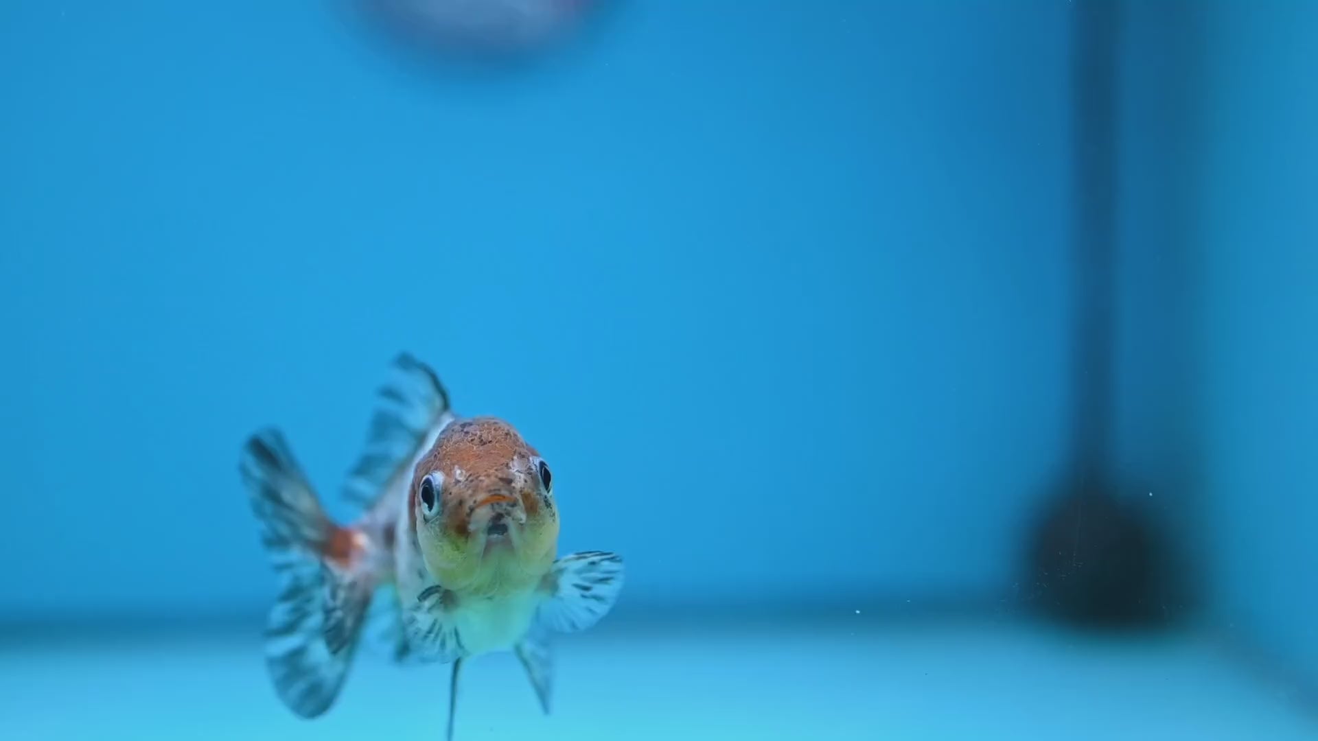 Shogun Juvenile Blue Based Oranda 3 inch Body (251205_OR02)