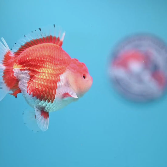 Red White YuanBao Oranda 3.25 inch Body (251031_OR16)