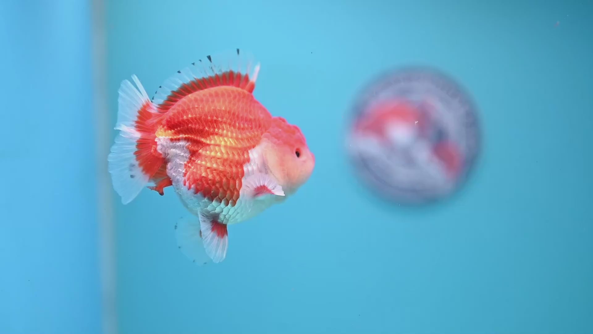 Red White YuanBao Oranda 3.25 inch Body (251031_OR16)