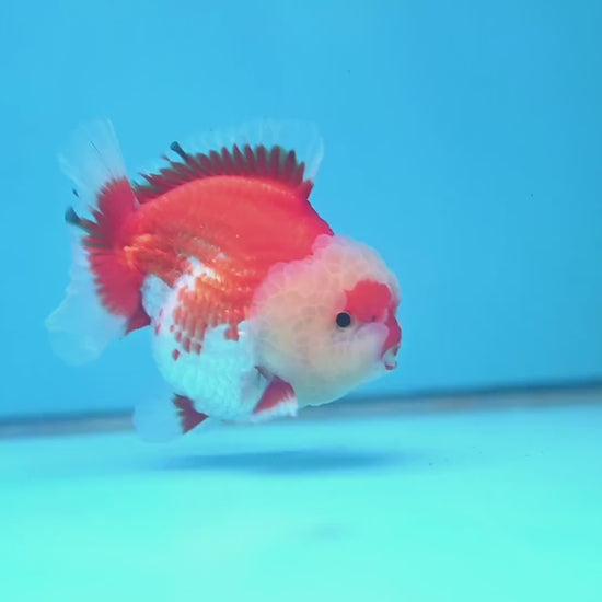 Red White Oranda 3.5 inch Body (251024_OR08)