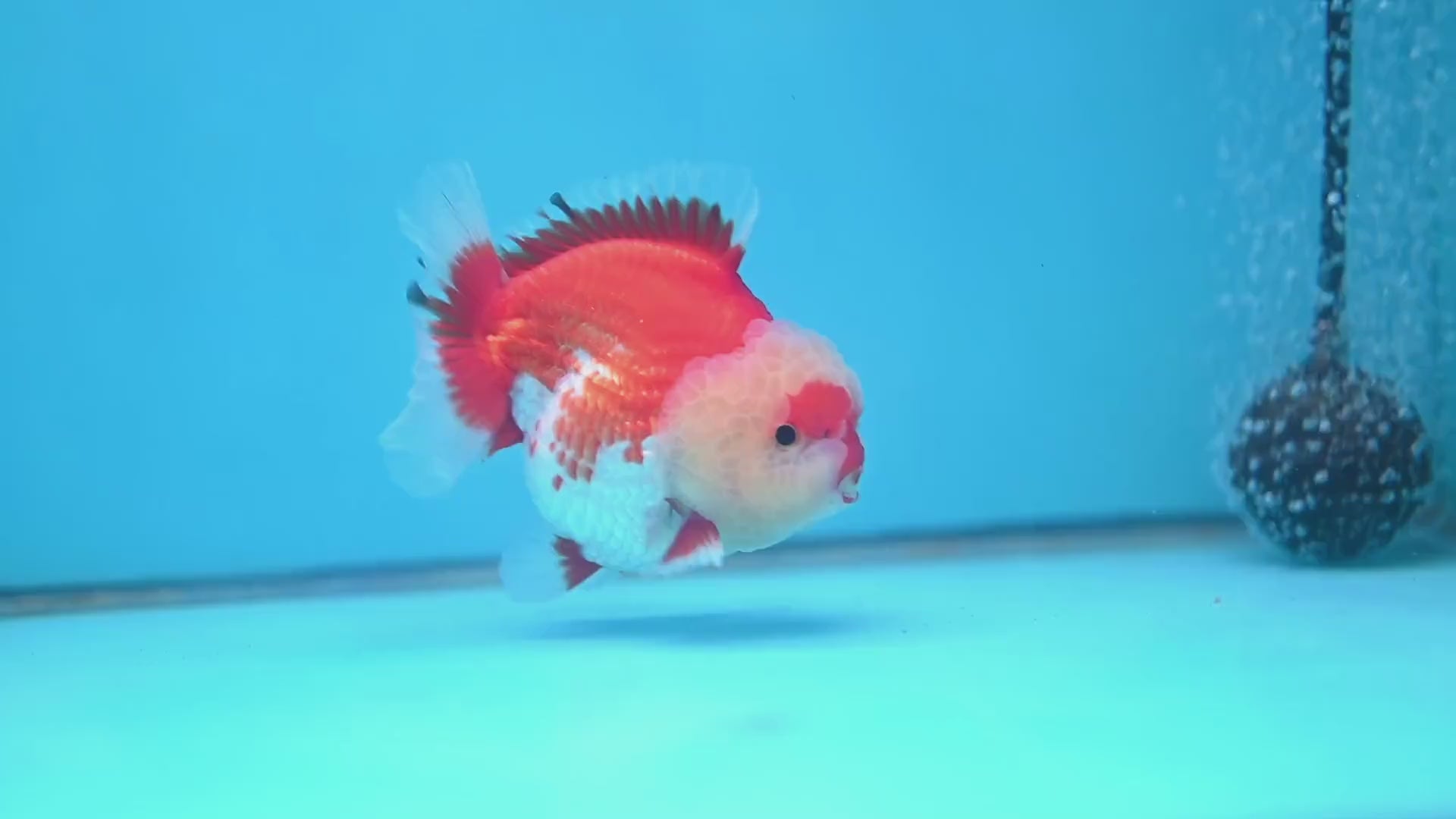 Red White Oranda 3.5 inch Body (251024_OR08)