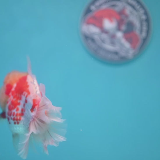 Deer Spot Red White Oranda 4 inch Body (260306_OR10)