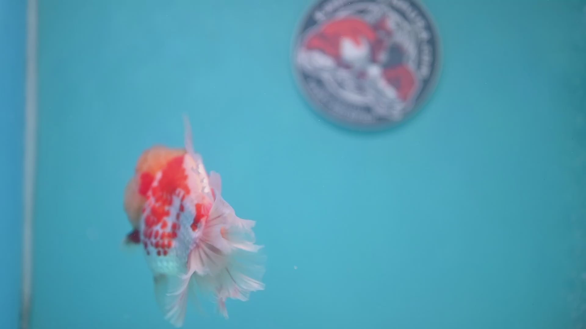 Deer Spot Red White Oranda 4 inch Body (260306_OR10)