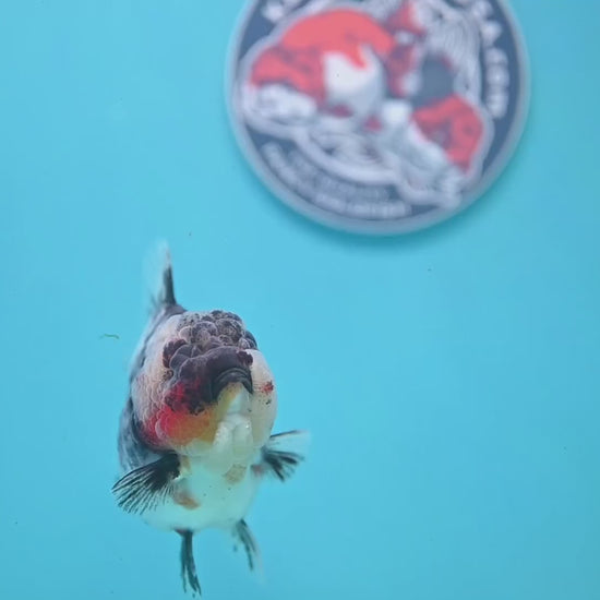 White Tiger Oranda 3.5 inch Body (251121_OR11)