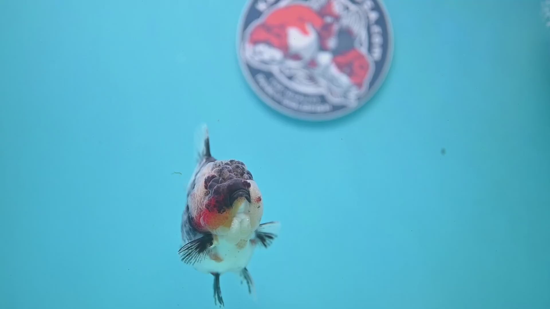 White Tiger Oranda 3.5 inch Body (251121_OR11)