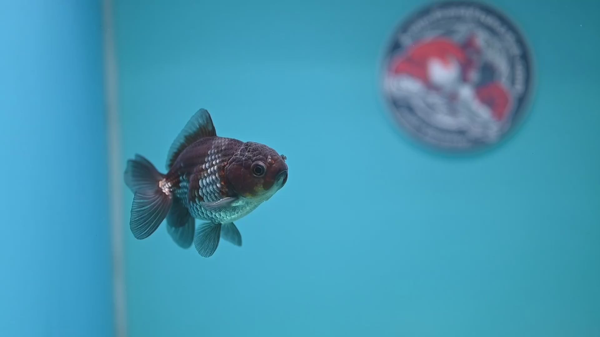 Shogun Juvenile Ochiba Oranda 3 inch Body (251205_OR01)