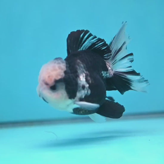 Panda Orchid Tail Oranda inch Body (260213_OR13)