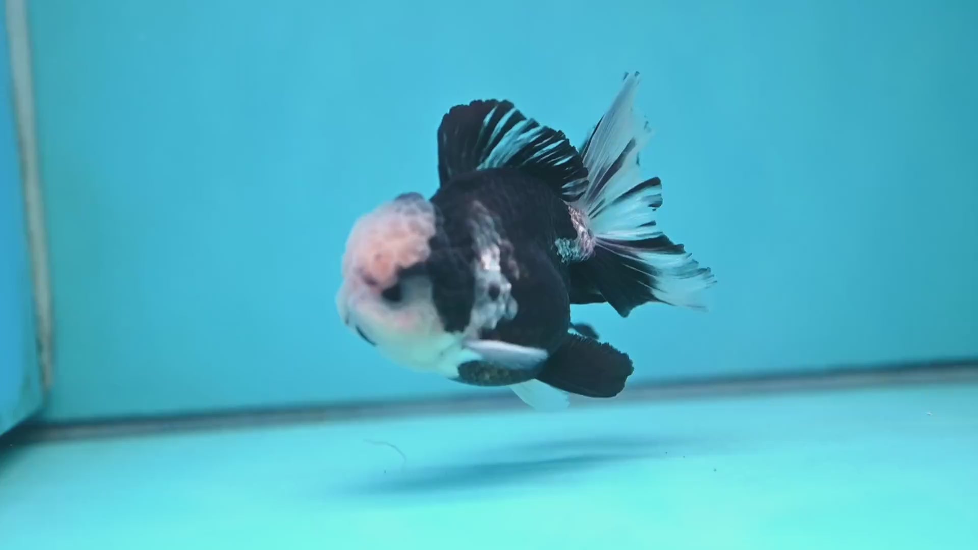 Panda Orchid Tail Oranda inch Body (260213_OR13)