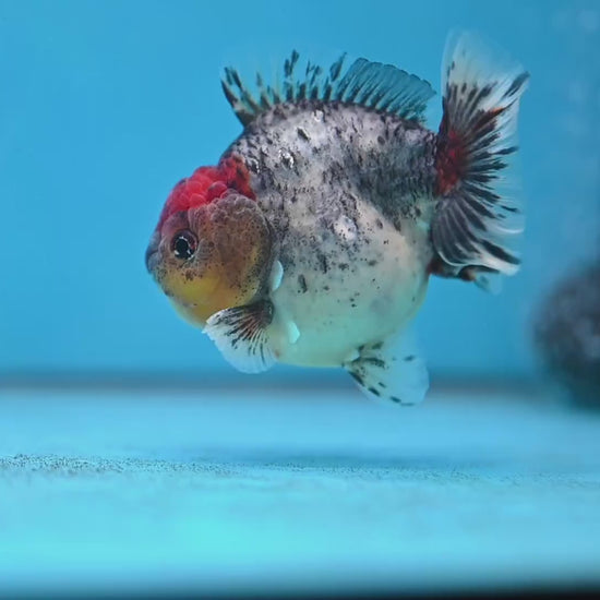 Blue Based Oranda 3 inch Body (260213_OR01)