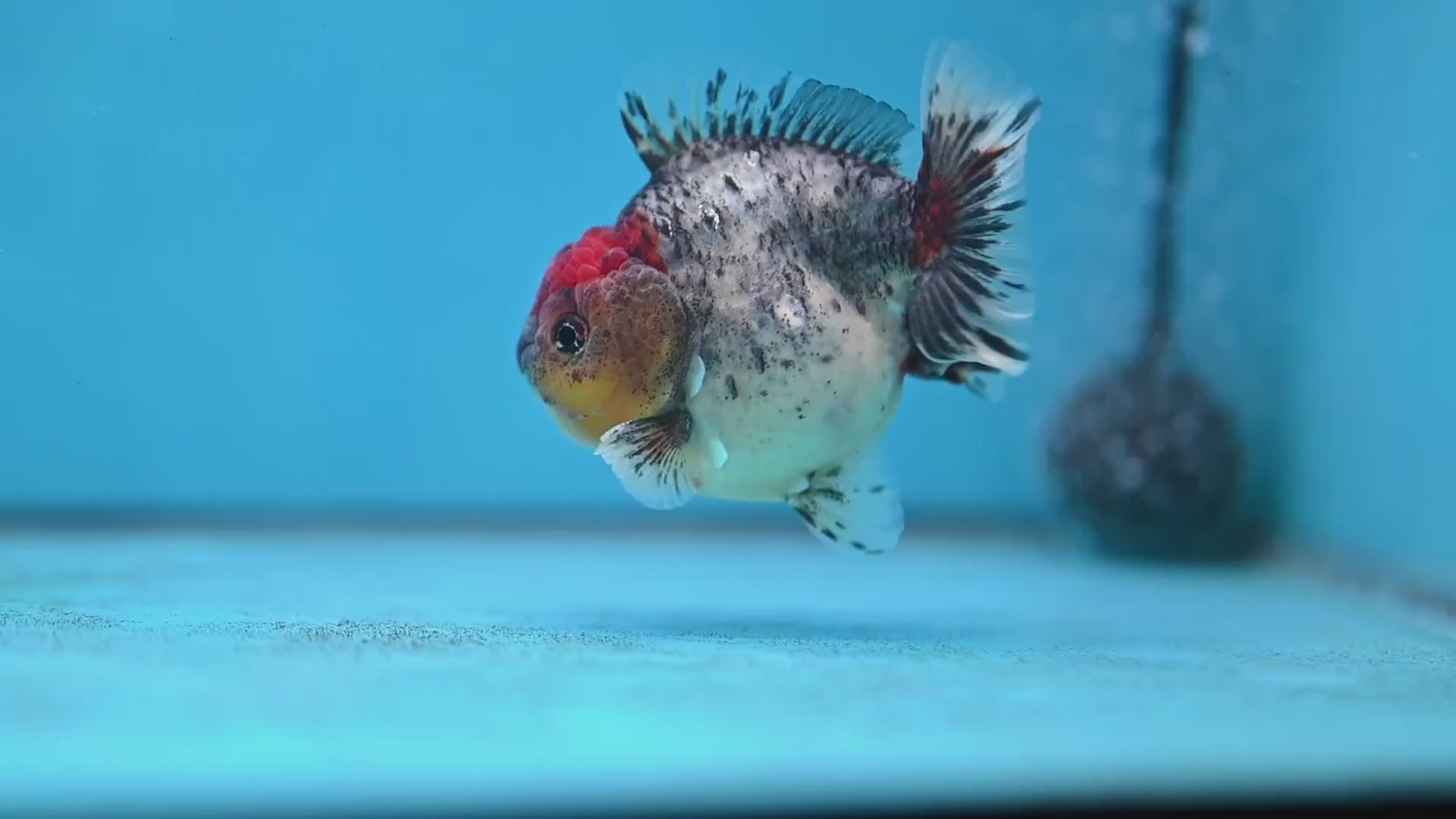 Blue Based Oranda 3 inch Body (260213_OR01)