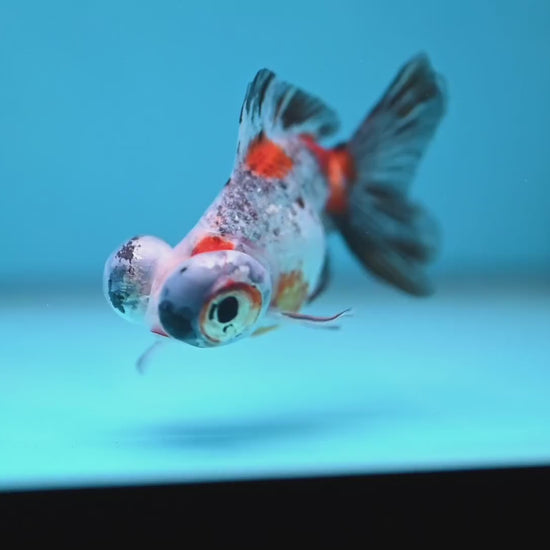 Butterfly Tail Telescope inch Body (260220_TL05)