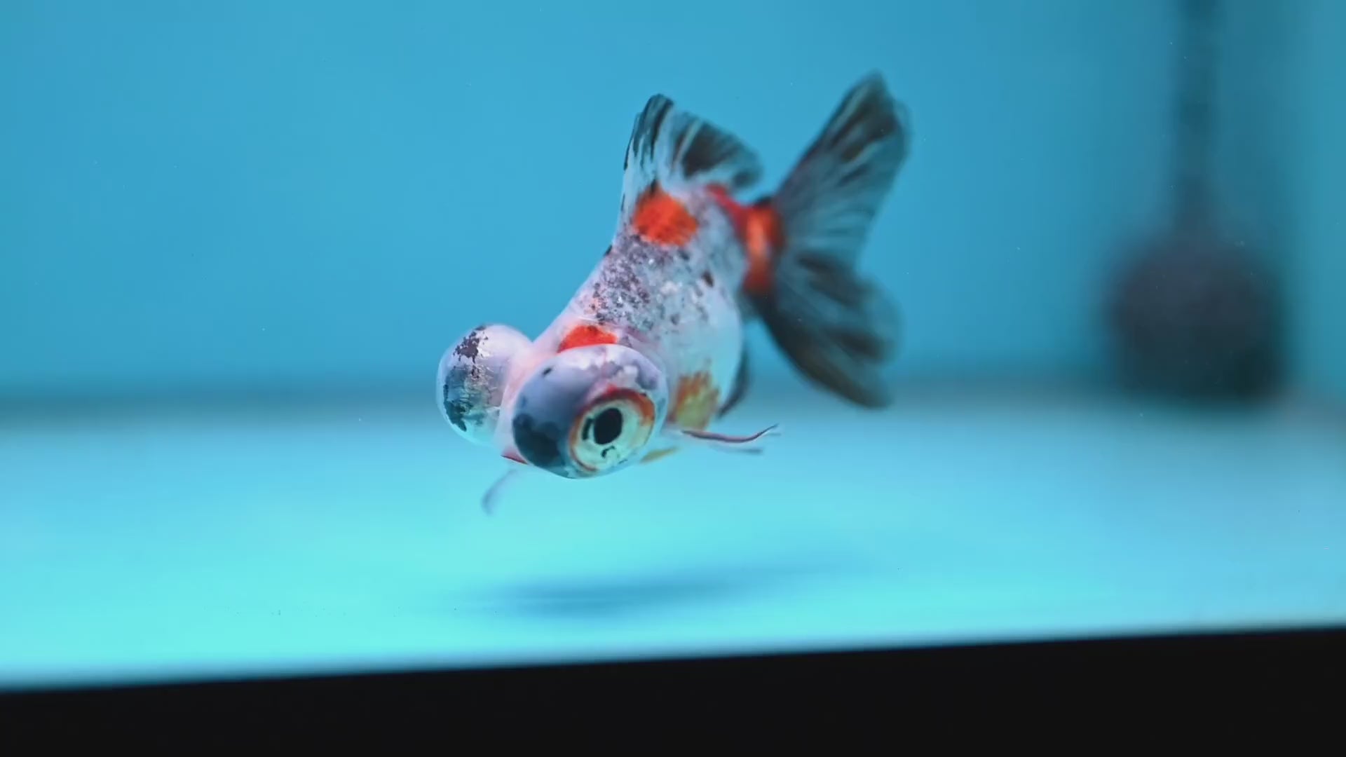 Butterfly Tail Telescope inch Body (260220_TL05)