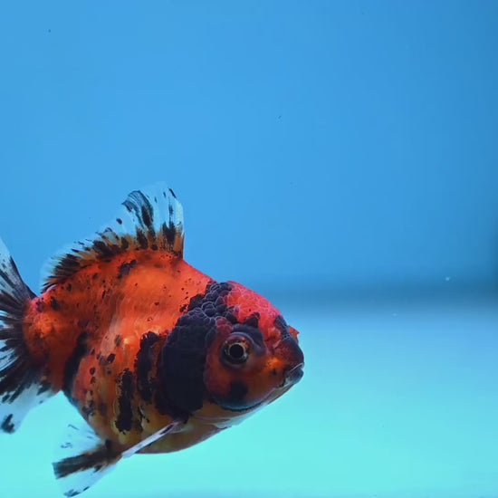 Juvenile Shogun Tiger Oranda 3 inch Body (251107_OR12)