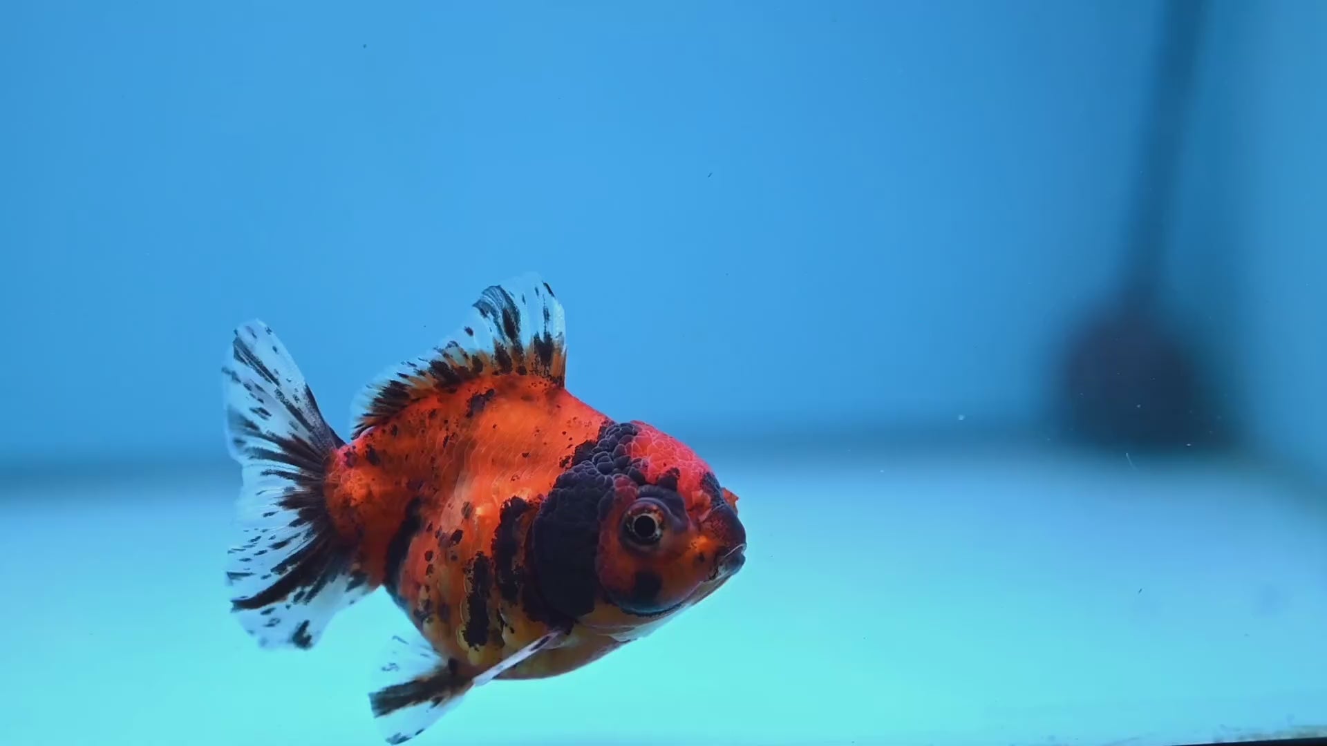 Juvenile Shogun Tiger Oranda 3 inch Body (251107_OR12)