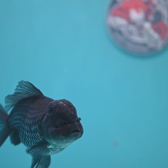 Sapphire Blue Oranda 4.5 inch Body (260306_OR13)