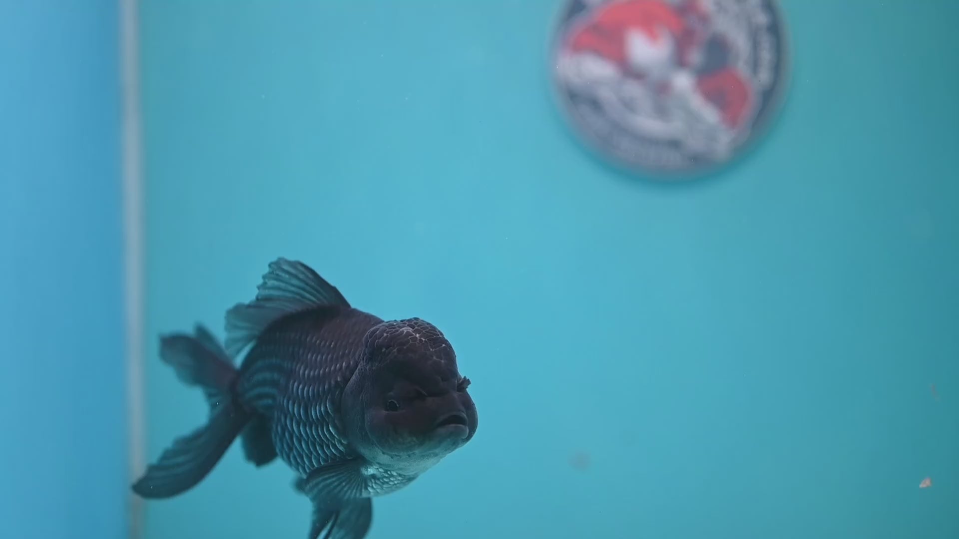 Sapphire Blue Oranda 4.5 inch Body (260306_OR13)