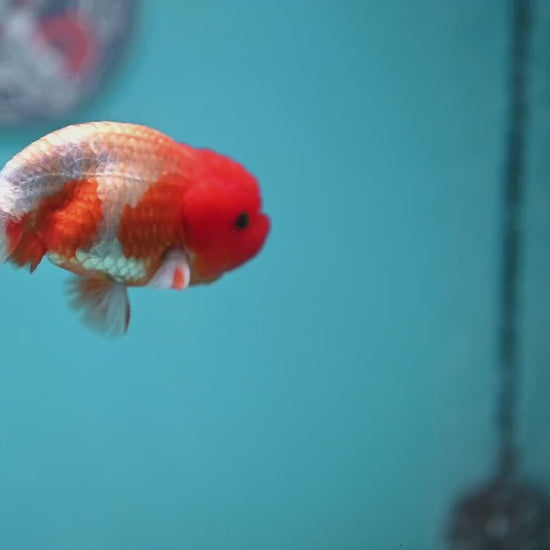 Juvenile Red White Ranchu 3 inch Body (260130_RC04)
