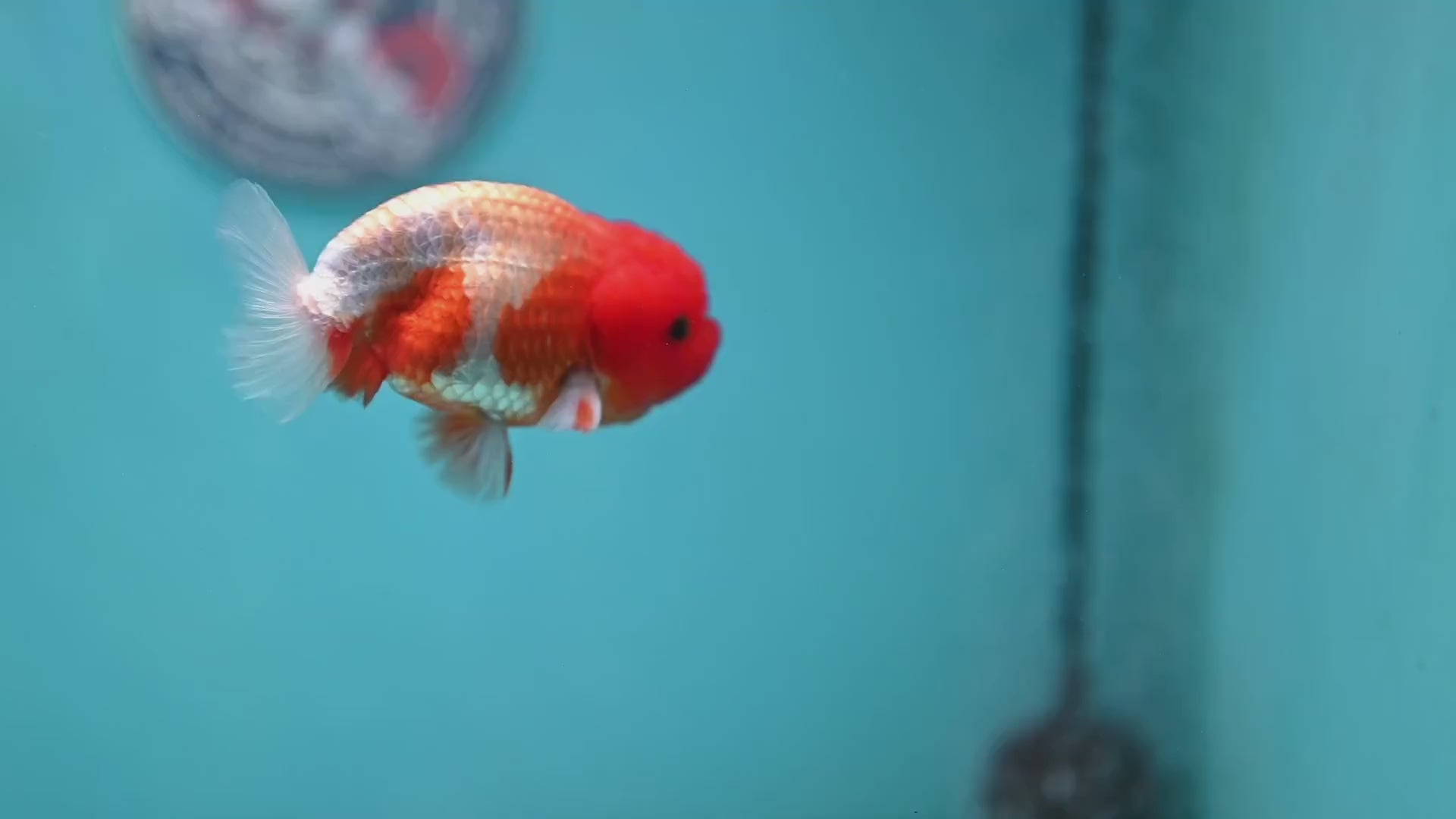 Juvenile Red White Ranchu 3 inch Body (260130_RC04)