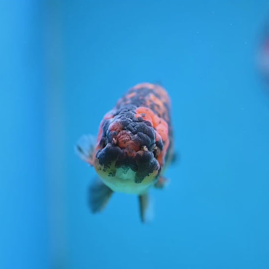 Tiger Ranchu 4 inch Body (260116_RC06)