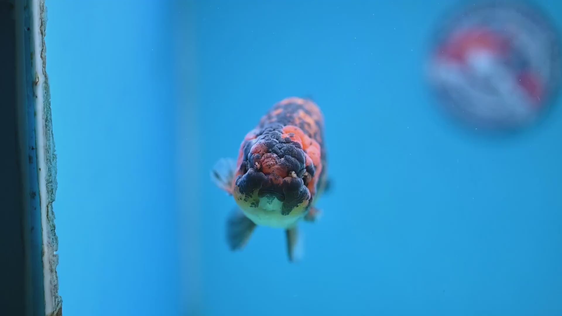 Tiger Ranchu 4 inch Body (260116_RC06)