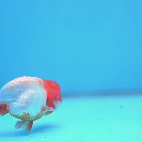 Juvenile Red White Ranchu 3 inch Body (260109_RC05)