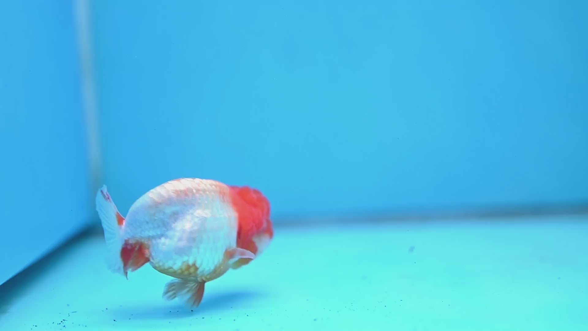 Juvenile Red White Ranchu 3 inch Body (260109_RC05)