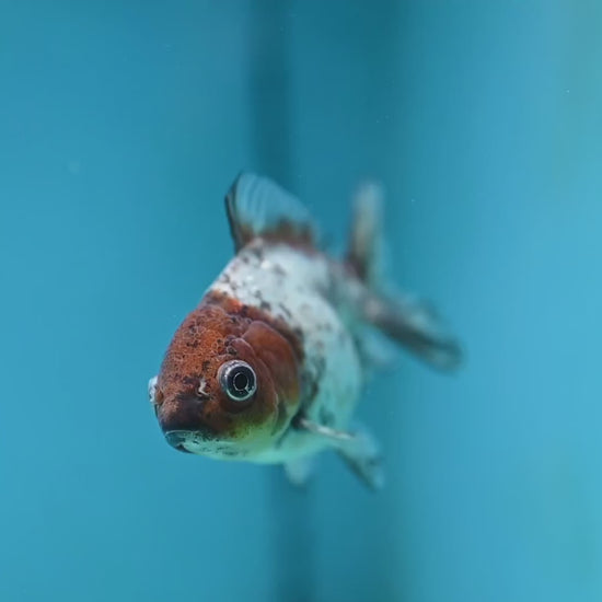 Juvenile Shogun White Tiger Oranda 3 inch Body (251121_OR23)