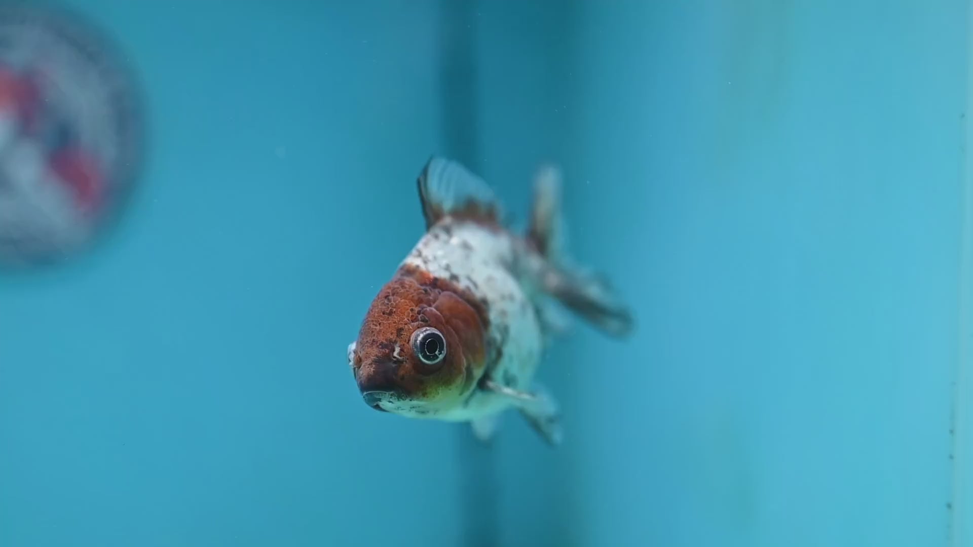 Juvenile Shogun White Tiger Oranda 3 inch Body (251121_OR23)