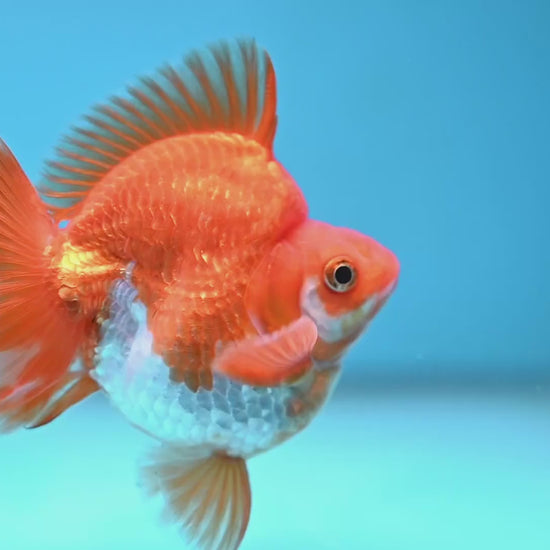 A Grade Red White Ryukin 3.5 inch Body (251219_RY05)