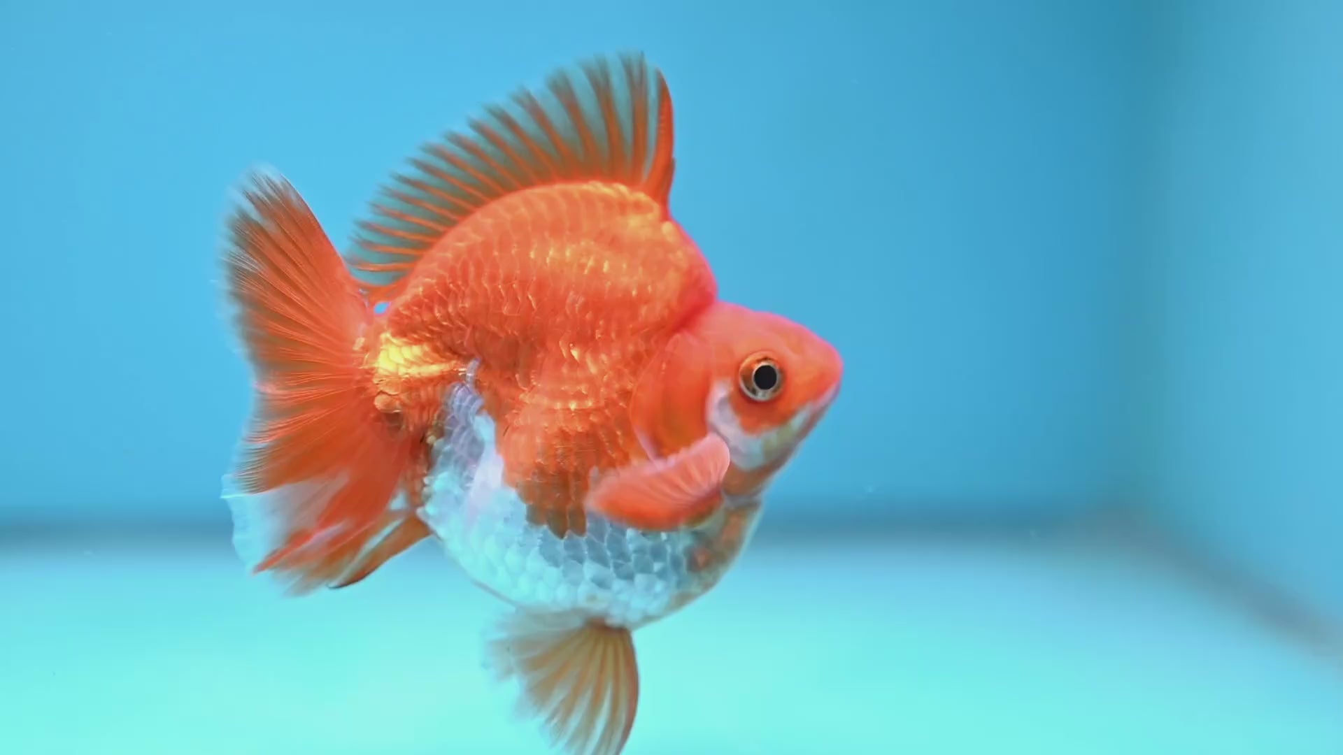 A Grade Red White Ryukin 3.5 inch Body (251219_RY05)