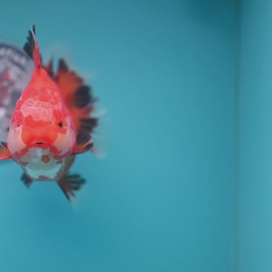 Red White / Tricolor Rosetail Oranda 4.5 inch Body (260306_OR06)