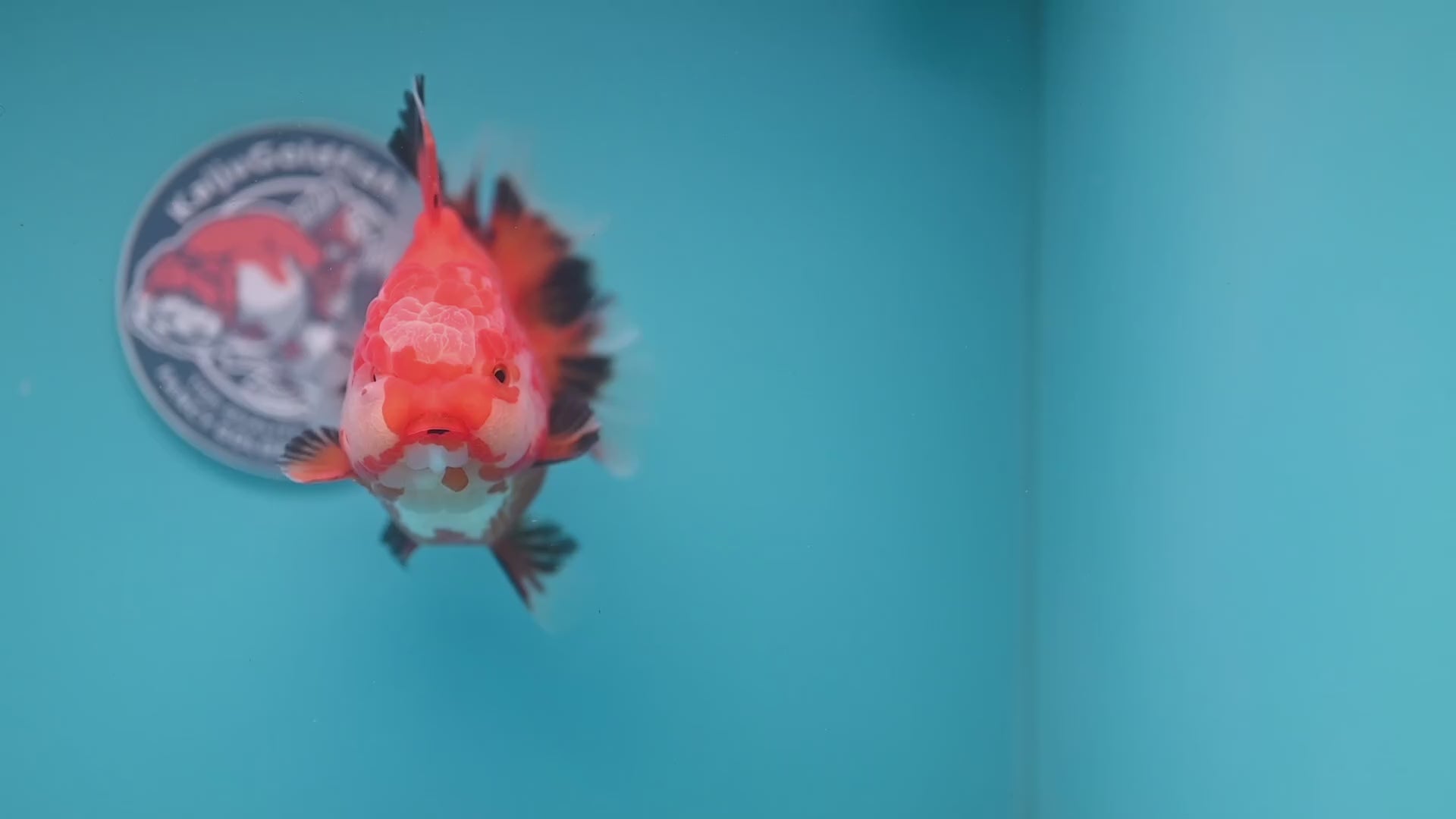 Red White / Tricolor Rosetail Oranda 4.5 inch Body (260306_OR06)