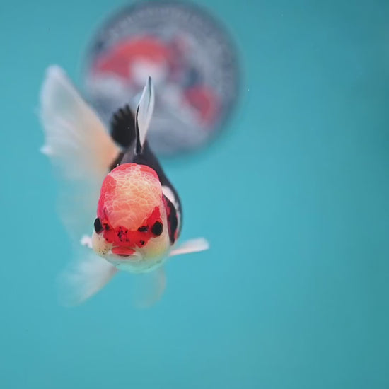 Tricolor Butterfly Tail Oranda 3.5 inch Body (251121_OR15)