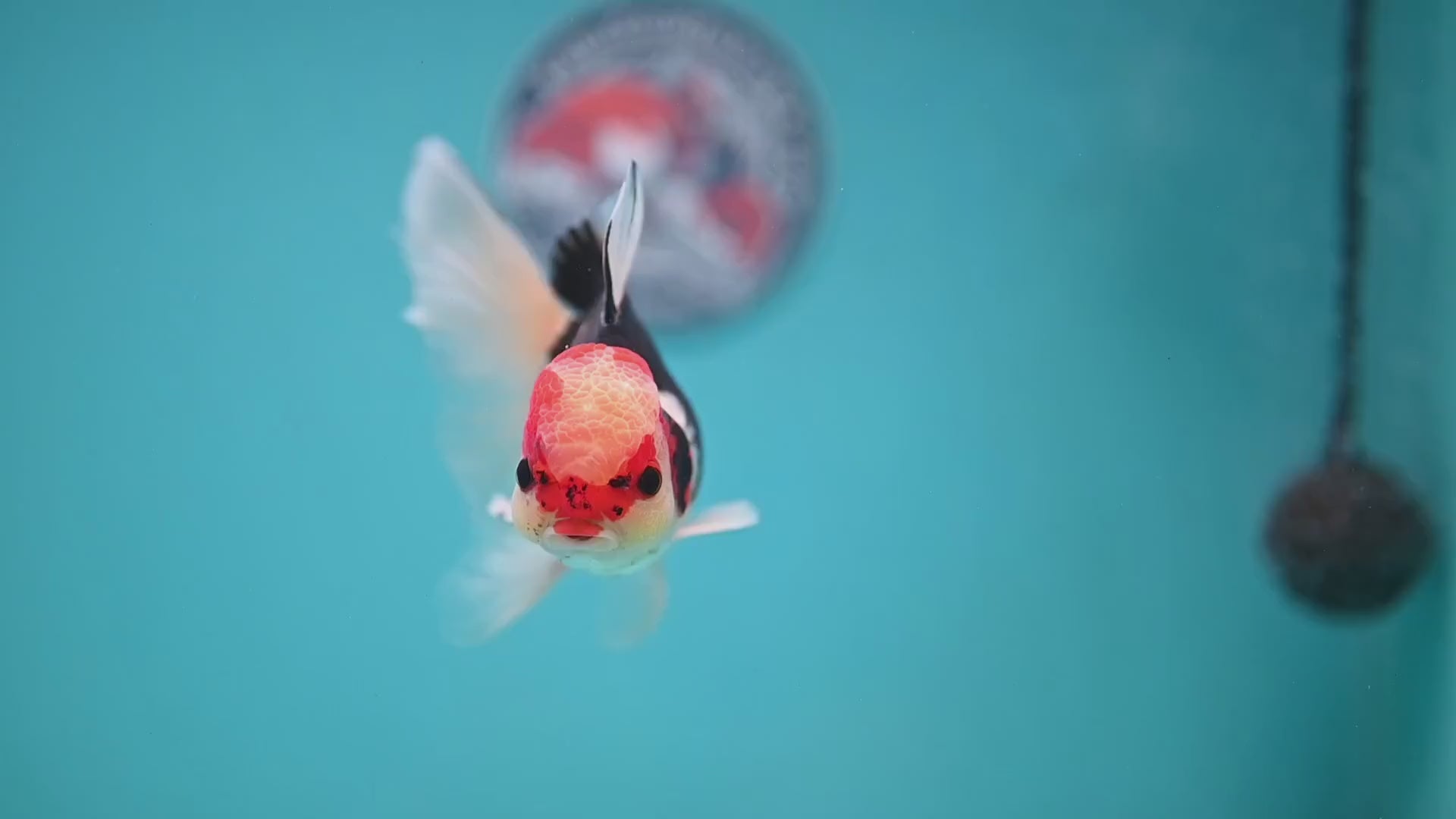 Tricolor Butterfly Tail Oranda 3.5 inch Body (251121_OR15)