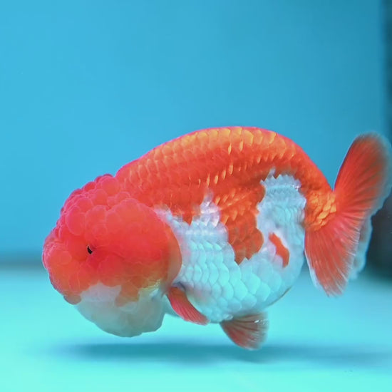 A Grade Red White Lionchu/Ranchu inch Body (251219_RC04)