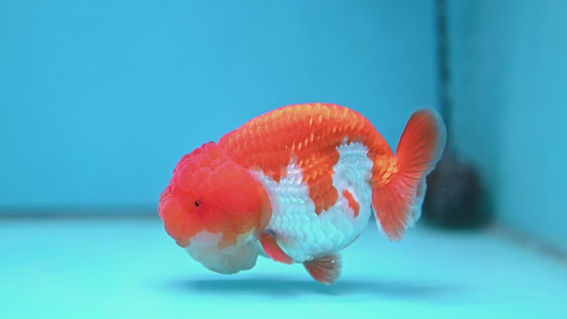 A Grade Red White Lionchu/Ranchu inch Body (251219_RC04)