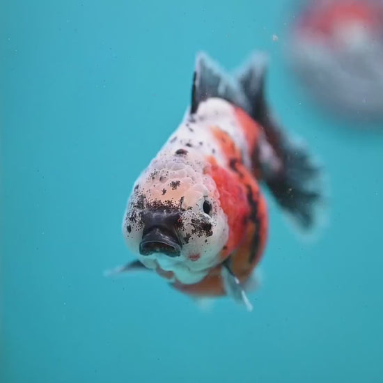Shogun Tricolor Sakura Oranda 4 inch Body (260123_OR01)