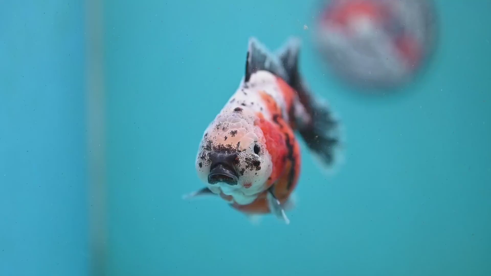 Shogun Tricolor Sakura Oranda 4 inch Body (260123_OR01)
