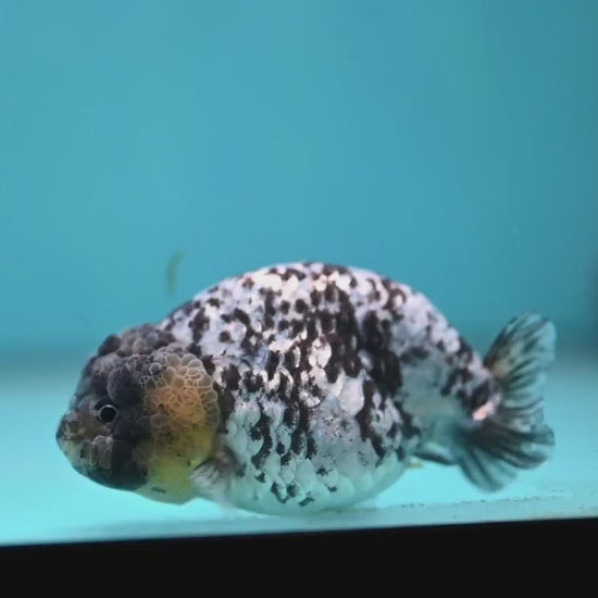 Blue Based White Tiger Ranchu 3.5 inch Body (260213_RC05)