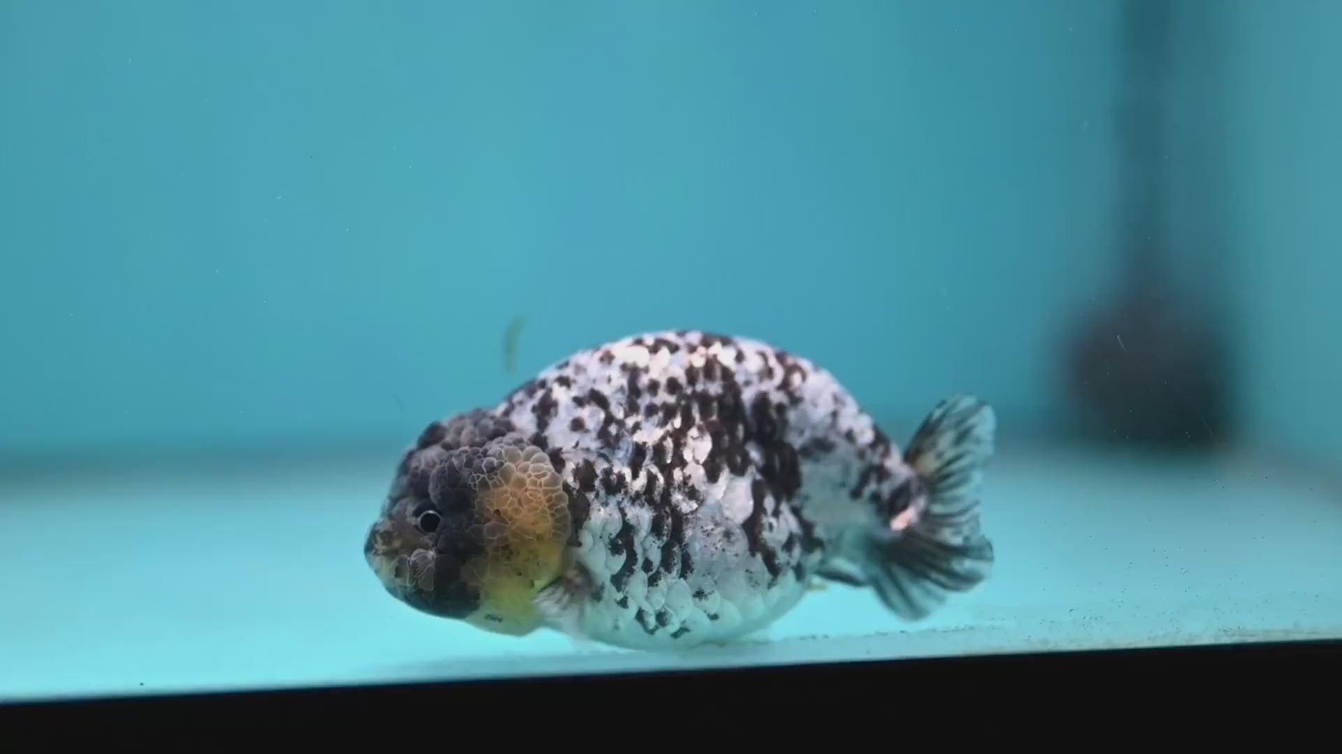 Blue Based White Tiger Ranchu 3.5 inch Body (260213_RC05)