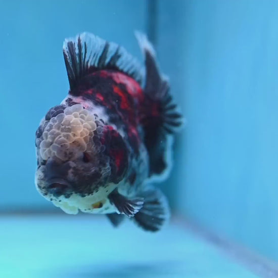 White Tiger Oranda 4 inch Body (251017_OR02)