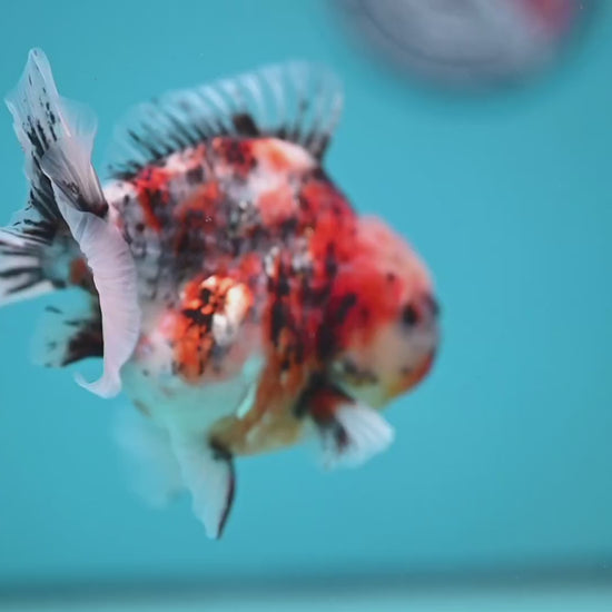 White Tiger Oranda 3.8 inch Body (251205_OR18)