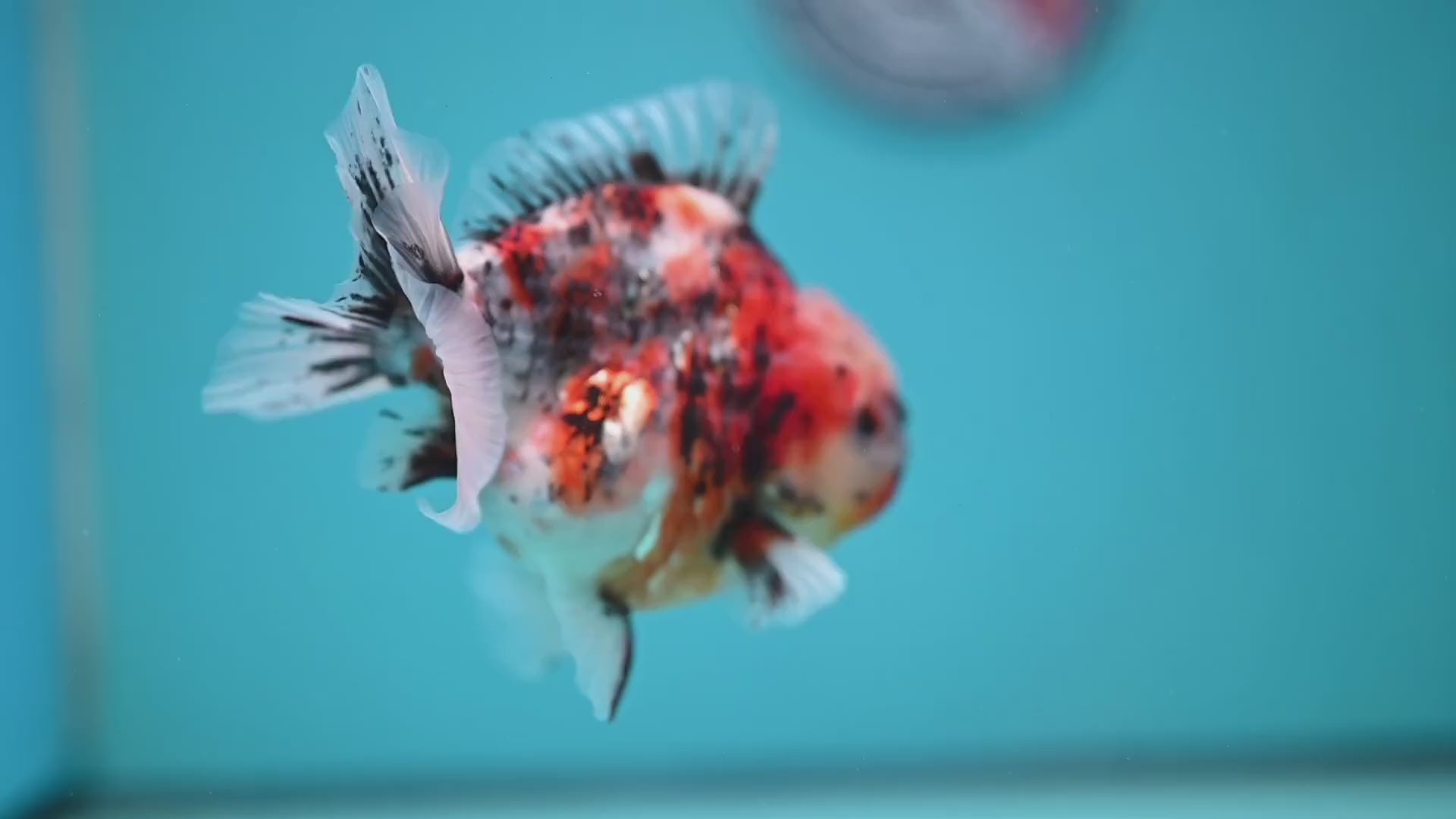 White Tiger Oranda 3.8 inch Body (251205_OR18)